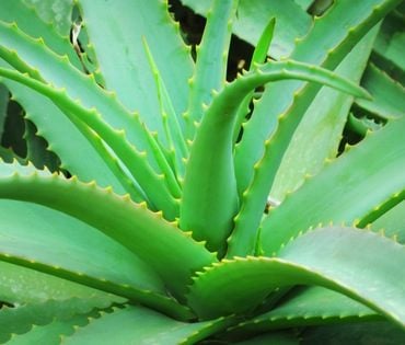 what to do with aloe